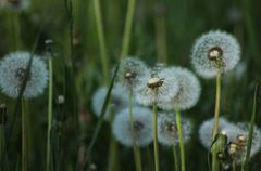 Taraxacum officinale