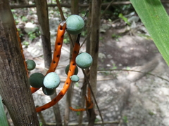 Chamaedorea seifrizii