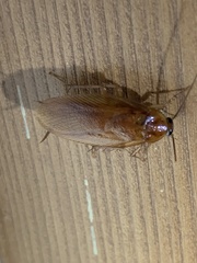 Parcoblatta virginica