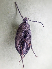 Pseudocistela pinguis