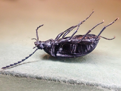 Pseudocistela pinguis