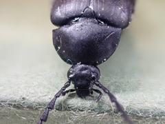 Pseudocistela pinguis