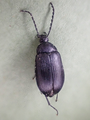 Pseudocistela pinguis
