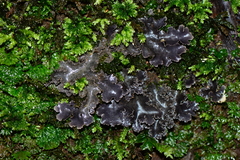 Pseudocyphellaria dissimilis
