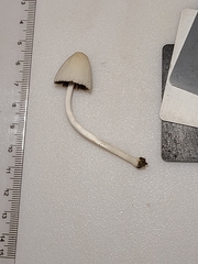 Coprinellus xanthothrix