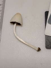 Coprinellus xanthothrix