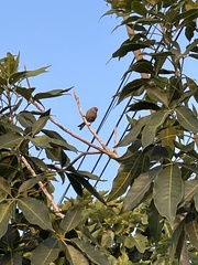 Psaltriparus minimus