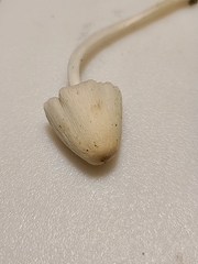 Coprinellus xanthothrix