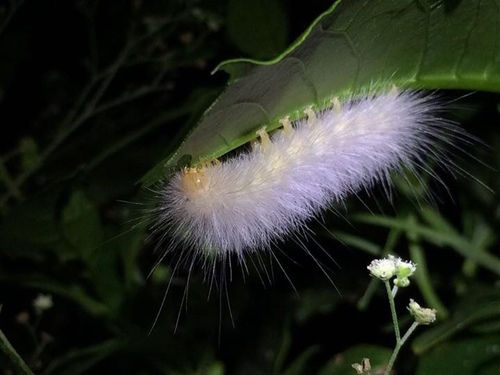 Virginian Tiger Moth, photo 5 of 10