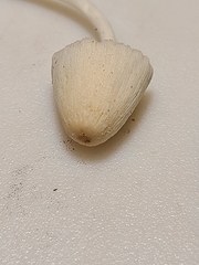 Coprinellus xanthothrix