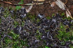 Pseudocyphellaria dissimilis