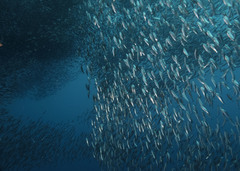 Sardinella