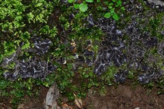 Pseudocyphellaria dissimilis