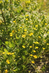 Ranunculus repens