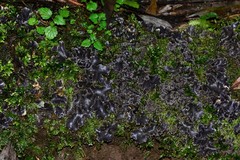 Pseudocyphellaria dissimilis