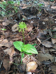 Malaxis brachyrrhynchos