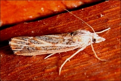 Rhynchopsota delogramma