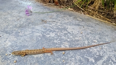 Elgaria multicarinata