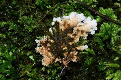 Pseudocyphellaria dissimilis