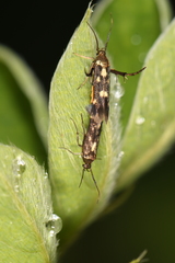 Eretmocera impactella