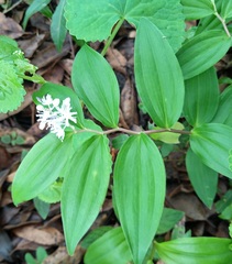 Maianthemum scilloideum