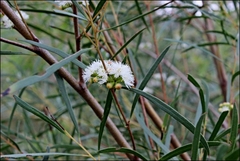 Eucalyptus pulchella