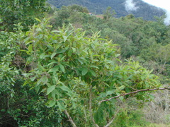 Quercus polymorpha