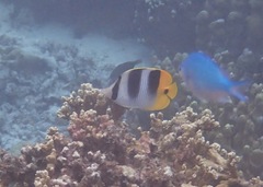 Chaetodon ulietensis