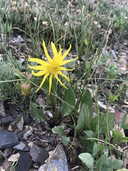 Senecio amplectens holmii