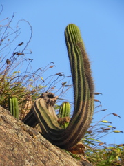 Coleocephalocereus fluminensis