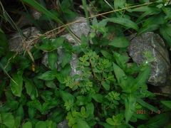 Euphorbia humistrata
