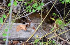 Terrapene carolina triunguis