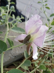 Capparis