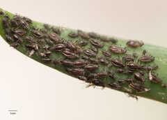 Neotoxoptera formosana