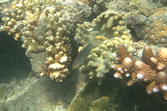 Halichoeres melanurus