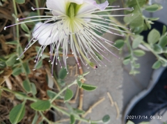 Capparis