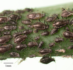 Neotoxoptera formosana