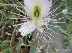 Capparis