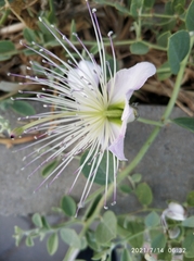 Capparis