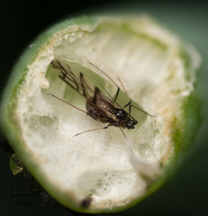 Neotoxoptera formosana
