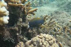 Pomacentrus chrysurus