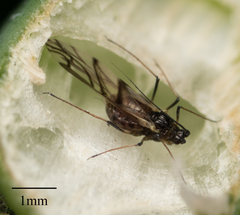 Neotoxoptera formosana