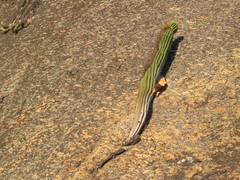 Coleocephalocereus fluminensis