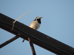 Motacilla alba
