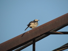 Motacilla alba