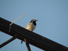 Motacilla alba