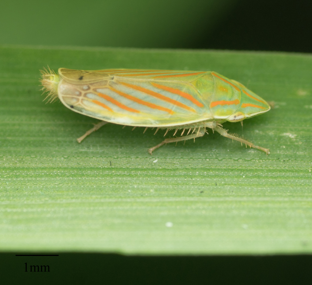 Hecalina