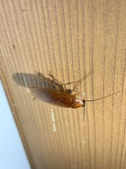 Parcoblatta virginica