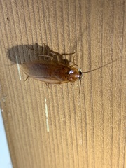 Parcoblatta virginica