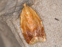 Clepsis persicana